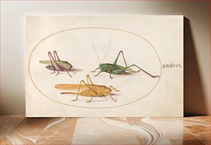 Πίνακας, Plate 46: Three Grasshoppers (c. 1575-1580) by Joris Hoefnagel