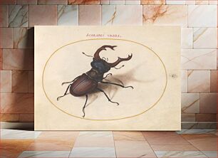 Πίνακας, Plate 5: Stag Beetle (c. 1575-1580) by Joris Hoefnagel