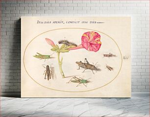 Πίνακας, Plate 50: Grasshoppers, a Caterpillar, and a Scale Insect with a Four O'Clock Flower (c. 1575-1580) by Joris Hoefnagel