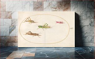 Πίνακας, Plate 52: Four Grasshoppers (c. 1575-1580) by Joris Hoefnagel