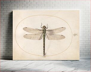 Πίνακας, Plate 53: Dragonfly (c. 1575-1580) by Joris Hoefnagel