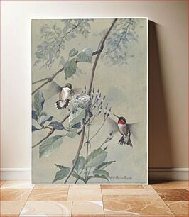 Πίνακας, Plate 54: Ruby-throated Hummingbird by Louis Agassiz Fuertes