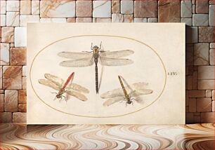 Πίνακας, Plate 54: Three Dragonflies (c. 1575-1580) by Joris Hoefnagel