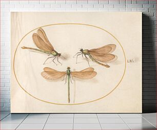 Πίνακας, Plate 55: Three Green Dragonflies with Brown Wings (c. 1575-1580) by Joris Hoefnagel