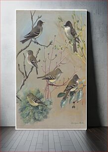 Πίνακας, Plate 56: Wood Pewee, Phoebe, Least Flycatcher, Acadian Flycatcher, Alden Flycatcher, Yellow-bellied Flycatcher by Louis Agassiz Fuertes