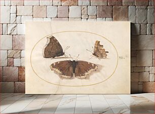 Πίνακας, Plate 6: Three Brown Butterflies (c. 1575-1580) by Joris Hoefnagel