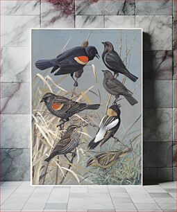 Πίνακας, Plate 60: Red-winged Blackbird, Cowbird, Bobolink by Louis Agassiz Fuertes