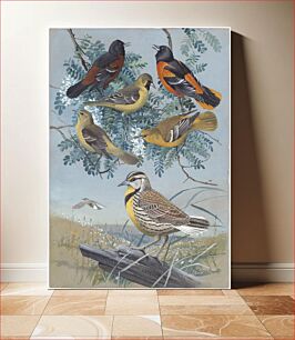 Πίνακας, Plate 61: Orchard Oriole, Baltimore Oriole, Meadowlark by Louis Agassiz Fuertes