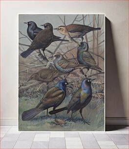 Πίνακας, Plate 62: Rusty Blackbird, Starling, Purple Grackle, Bronzed Grackle by Louis Agassiz Fuertes