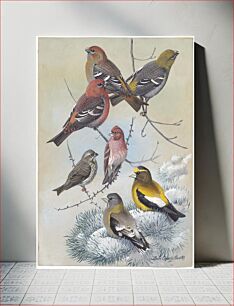 Πίνακας, Plate 63: Pine Grosbeak, Purple Finch, Evening Grosbeak by Louis Agassiz Fuertes