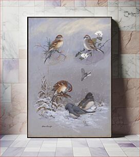 Πίνακας, Plate 71: Field Sparrow, Chipping Sparrow, Tree sparrow, Slate-colored Junco by Allan Brooks
