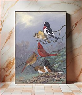 Πίνακας, Plate 73: Rose-breased Grosbeak, Cardinal, Towbee by Allan Brooks
