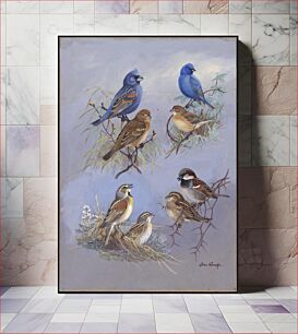 Πίνακας, Plate 74: Blue Grosbeak, Indigo Bunting, Dickcissel, House Sparrow by Allan Brooks