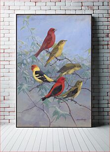Πίνακας, Plate 75: Summer Tanager, Western Tanager, Scarlet Tanager by Allan Brooks