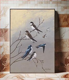 Πίνακας, Plate 77: Bank Swallow, Rough-winged Swallow, Tree Swallow by Allan Brooks