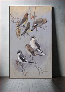 Πίνακας, Plate 78: Cedar Waxwing, Bohemian Waxwing, Northern Shrike, Migrant Shrike by Allan Brooks