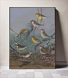 Πίνακας, Plate 85: Pine Warbler, Prairie Warbler, Palm Warbler, Yellow Palm Warbler, Oven-bird, Louisiana Water-Thrush, Water-Thrush by Allan Brooks