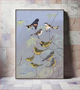 Πίνακας, Plate 87: Redstart, Hooded Warbler, Canada Warbler, Wilson's Warbler by Allan Brooks