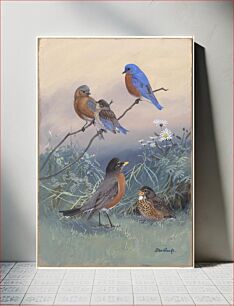 Πίνακας, Plate 93: Bluebird, Robin by Allan Brooks