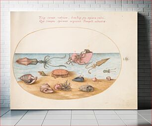 Πίνακας, Plate LII: Animalia Aqvatilia et Cochiliata (c. 1575-1580) by Joris Hoefnagel