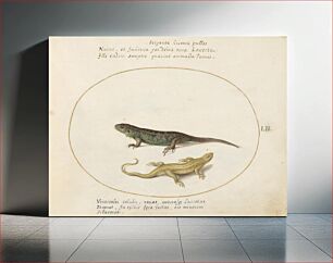Πίνακας, Plate LII: Animalia Qvadrvpedia et Reptilia (c. 1575-1580) by Joris Hoefnagel