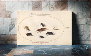 Πίνακας, Plate LXVII: Animalia Rationalia et Insecta (c. 1575-1580) by Joris Hoefnagel