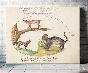 Πίνακας, Plate XIII: Animalia Qvadrvpedia et Reptilia (c. 1575-1580) by Joris Hoefnagel