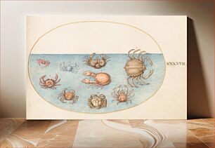 Πίνακας, Plate XLVII: Animalia Aqvatilia et Cochiliata (c. 1575-1580) by Joris Hoefnagel