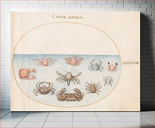 Πίνακας, Plate XLVIII: Animalia Aqvatilia et Cochiliata (c. 1575-1580) by Joris Hoefnagel