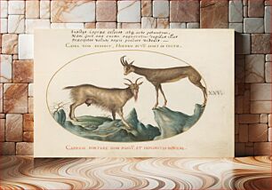 Πίνακας, Plate XXV: Animalia Qvadrvpedia et Reptilia (c. 1575-1580) by Joris Hoefnagel