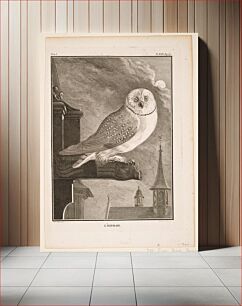 Πίνακας, plate XXVI; page 370; black and white; birds (barn owl)