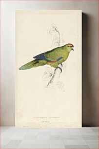 Πίνακας, Platycercus Pacificus (1832) by Edward Lear