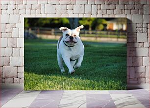 Πίνακας, Playful Bulldog Running on Grass Παιχνιδιάρικο μπουλντόγκ που τρέχει στο γρασίδι