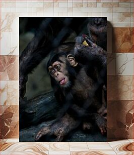 Πίνακας, Playful Chimpanzee Behind Bars Παιχνιδιάρικος χιμπατζής πίσω από τα κάγκελα