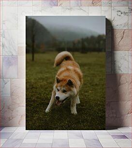 Πίνακας, Playful Dog in the Field Παιχνιδιάρικο σκυλί στο χωράφι