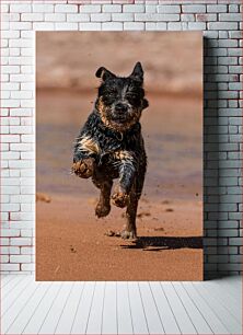 Πίνακας, Playful Dog Running on Beach Παιχνιδιάρικο σκυλί που τρέχει στην παραλία