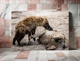 Πίνακας, Playful Hyenas Παιχνιδιάρικες ύαινες