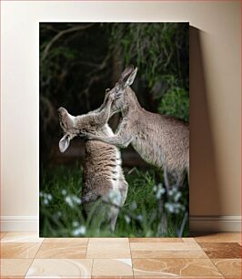 Πίνακας, Playful Kangaroos in Nature Παιχνιδιάρικα καγκουρό στη φύση
