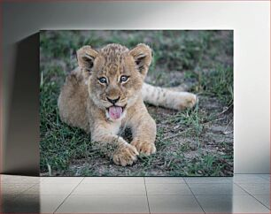 Πίνακας, Playful Lion Cub Παιχνιδιάρικο Lion Cub