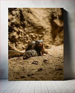 Πίνακας, Playful Mongooses in the Wild Παιχνιδιάρικες μαγκούστες στην άγρια ​​φύση