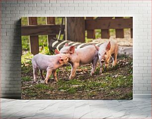 Πίνακας, Playful Piglets Παιχνιδιάρικα γουρουνάκια