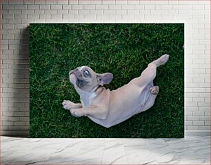 Πίνακας, Playful Puppy on Grass Παιχνιδιάρικο κουτάβι στο γρασίδι