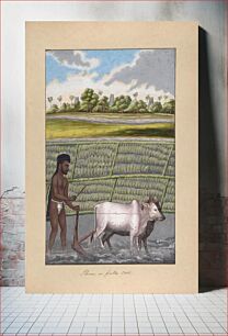Πίνακας, Plower in Pulla Caste, from Indian Trades and Castes
