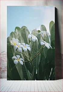 Πίνακας, Plumeria Flowers Against the Sky Λουλούδια Plumeria Against the Sky