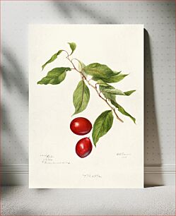 Πίνακας, Plums (Prunus Domestica) (1896) by Deborah Griscom Passmore