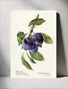 Πίνακας, Plums (Prunus Domestica) (1919) by Royal Charles Steadman