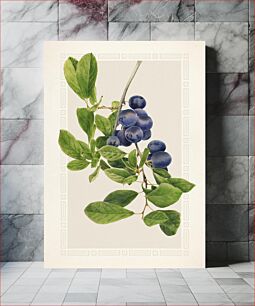 Πίνακας, Plums (Prunus Domestica) (1930) by Royal Charles Steadman