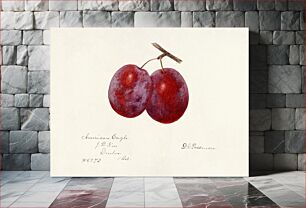 Πίνακας, Plums (Prunus Domestica) by Deborah Griscom Passmore (1840–1911)