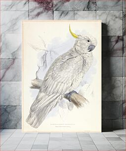 Πίνακας, Plyctolophus Galeritus. Greater Sulphur-crested Cockatoo