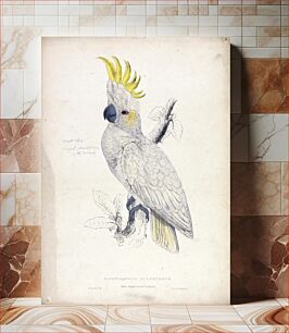 Πίνακας, Plyctolophus Sulphureus, Lesser Sulphur-crested Cockatoo (1832) by Edward Lear